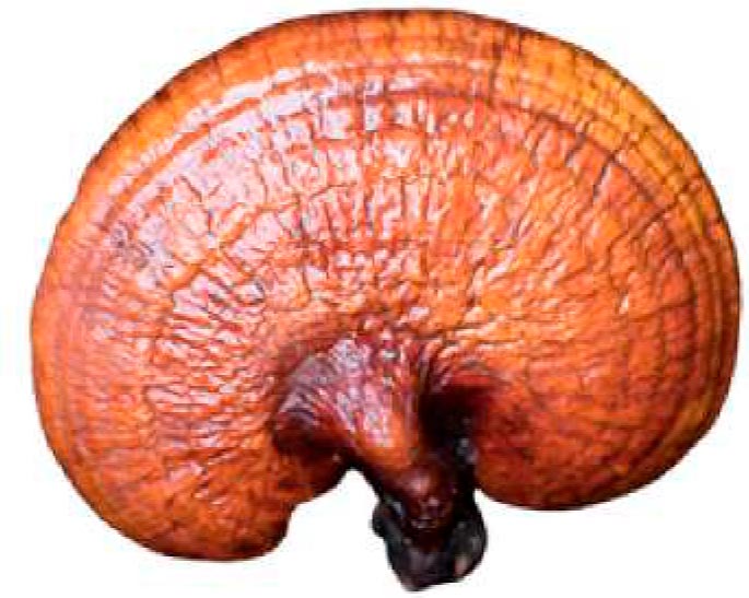 Ganoderma Colombia